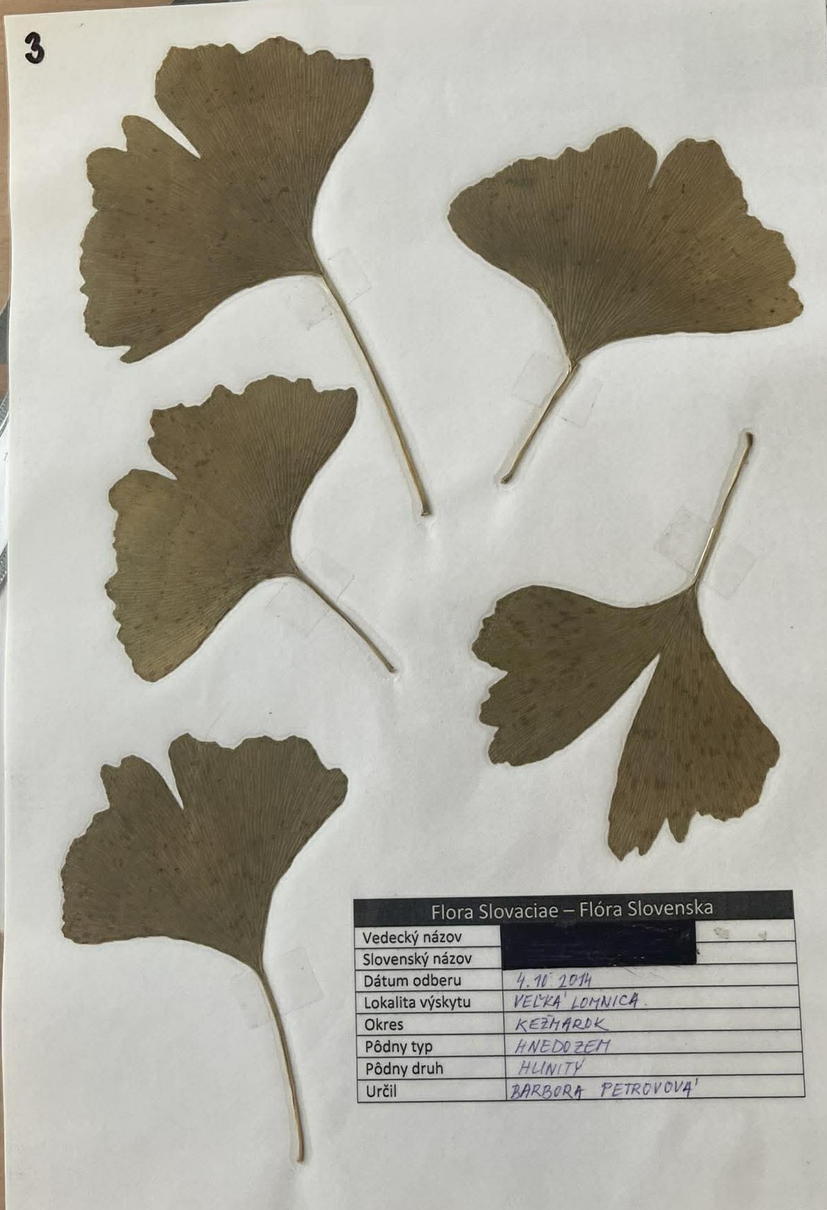 Rastlina Ginkgo biloba